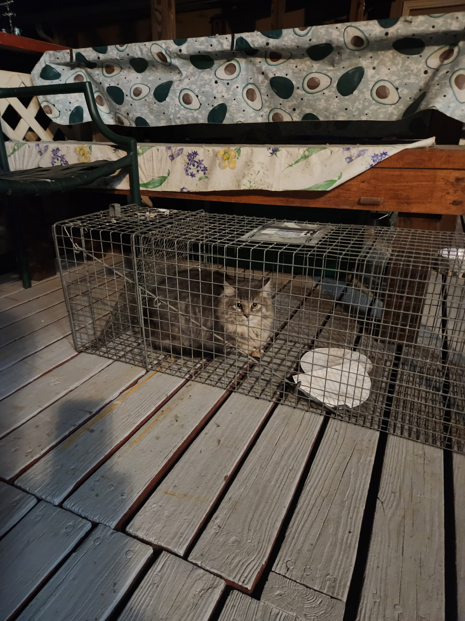 Oatmeal hanging out after being trapped 