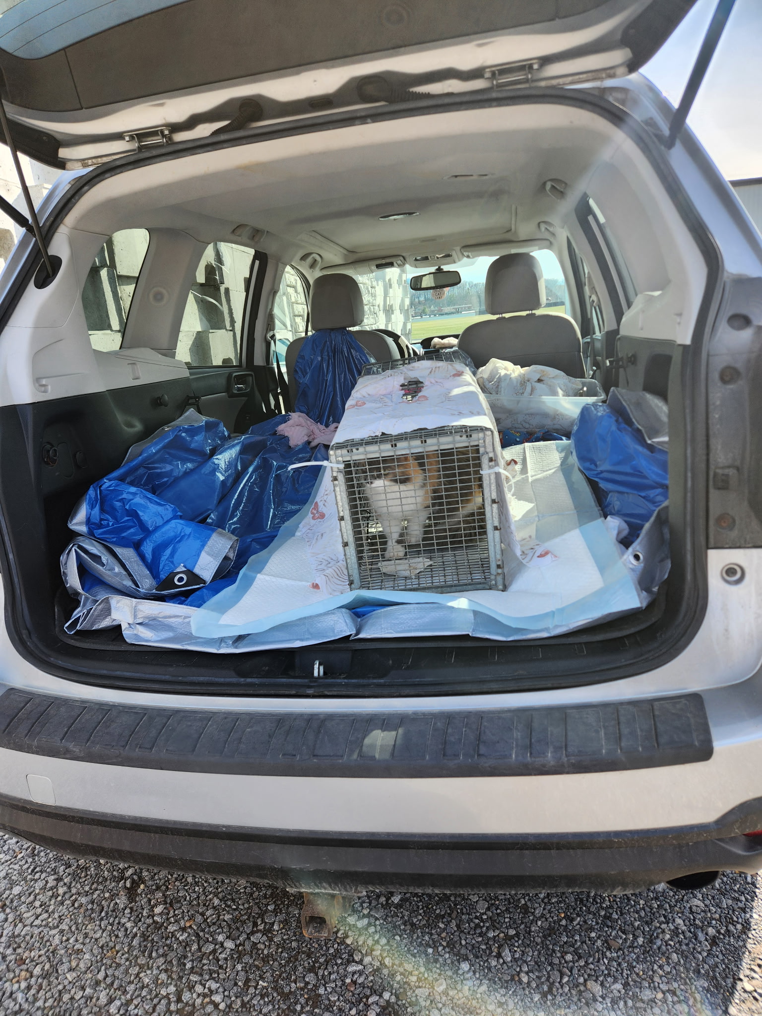 Cat trapped and heading to the clinic 