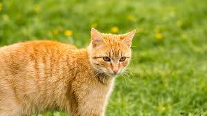 Orange cat in the yard