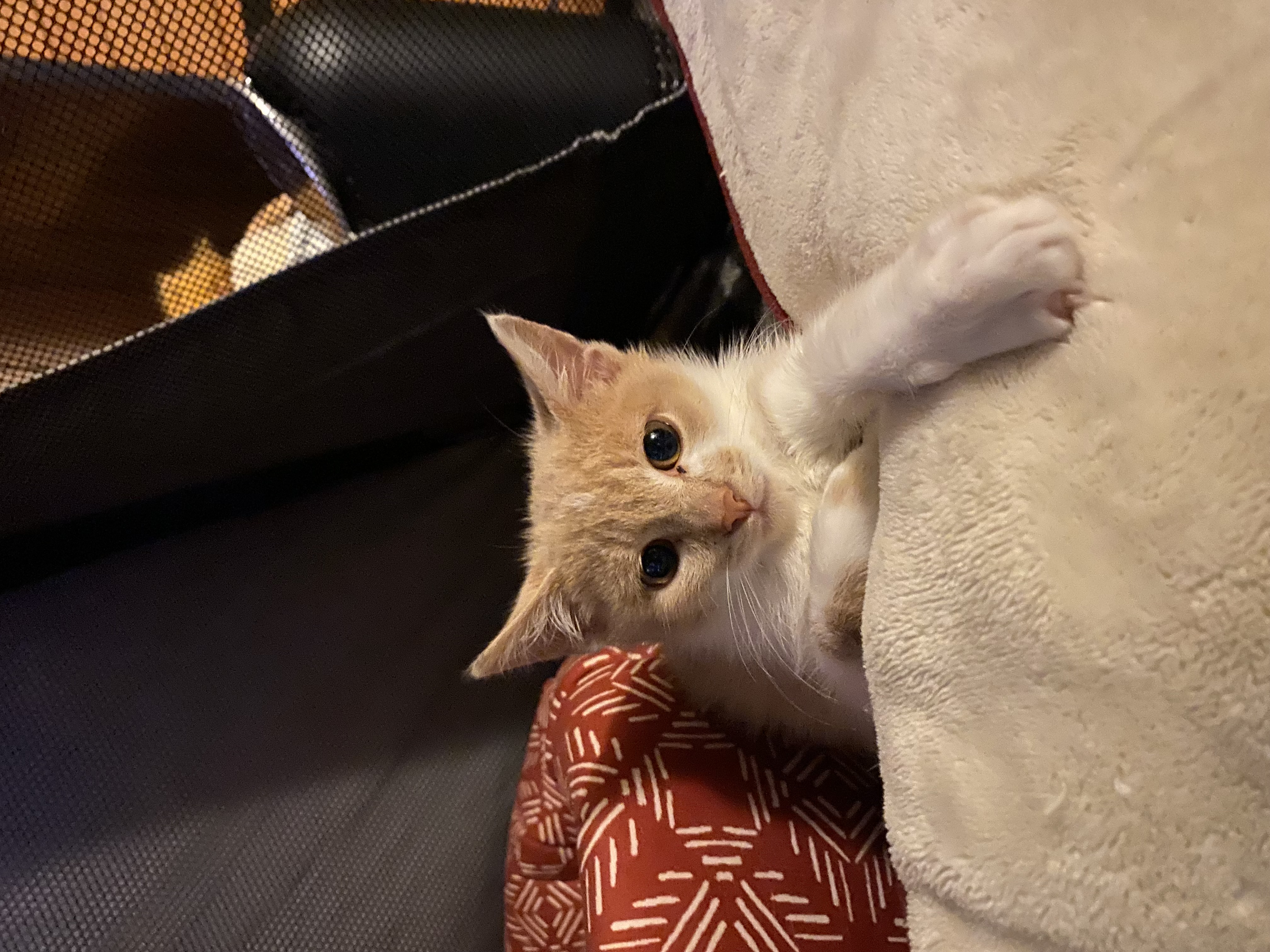 Orange kitten 